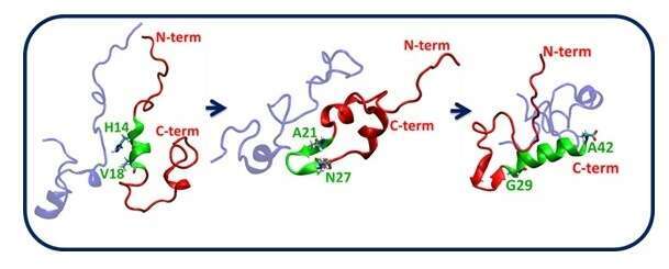 Figure 1: “Helix-β-hairpin-Helix wave effect” in a disordered Aβ1-42 dimer. 